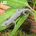 ug_Eastern Spiny Tail Gecko_4.jpg