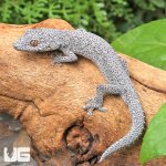 ug_Eastern Spiny Tail Gecko_3.jpg