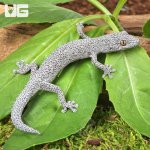 ug_Eastern Spiny Tail Gecko_2.jpg