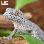 ug_Eastern Spiny Tail Gecko_1.jpg