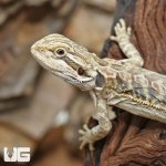 ug_Hypo_Leatherback_Bearded_Dragon_4.jpg