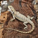 ug_Hypo_Leatherback_Bearded_Dragon_3.jpg