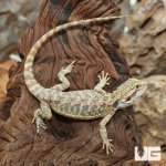 ug_Hypo_Leatherback_Bearded_Dragon_1.jpg