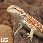 ug_Hypo_Inferno_Bearded_Dragon_4.jpg