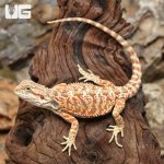 ug_Hypo_Inferno_Bearded_Dragon_3.jpg