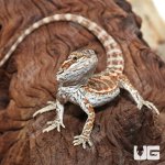 ug_Juvenile_Inferno_Bearded_Dragon_4.jpg