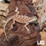 ug_Juvenile_Inferno_Bearded_Dragon_3.jpg
