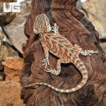 ug_Juvenile_Inferno_Bearded_Dragon_2.jpg