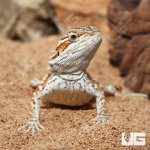 ug_Juvenile_Inferno_Bearded_Dragon_1.jpg