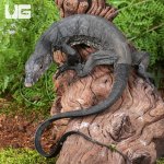 ug_Black Bintang Water Monitor_3.jpg