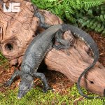ug_Black Bintang Water Monitor_2.jpg