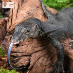 ug_Black Bintang Water Monitor_1.jpg