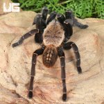 ug_Thai Tiger Tarantula_4.jpg