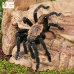 ug_Thai Tiger Tarantula_3.jpg