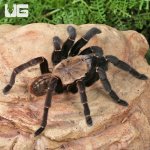 ug_Thai Tiger Tarantula_2.jpg