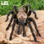ug_Thai Tiger Tarantula_1.jpg