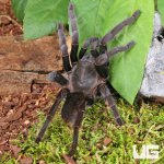 ug_Javan Yellow Knee Tarantula_4.jpg