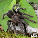 ug_Javan Yellow Knee Tarantula_3.jpg