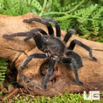 ug_Javan Yellow Knee Tarantula_2.jpg
