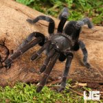 ug_Javan Yellow Knee Tarantula_1.jpg