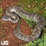 ug_Death Adder_Snake_5.jpg