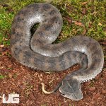 ug_Death Adder_Snake_4.jpg