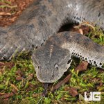 ug_Death Adder_Snake_3.jpg