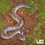 ug_Death Adder_Snake_2.jpg