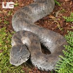ug_Death Adder_Snake_1.jpg