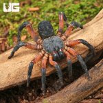 ug_Yang's Armored Trap Door Spider_1.jpg