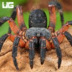 ug_Yang's Armored Trap Door Spider_4.jpg