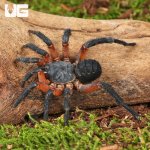 ug_Yang's Armored Trap Door Spider_3.jpg