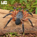 ug_Yang's Armored Trap Door Spider_2.jpg