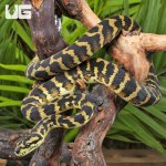 ug_Papuan Carpet Python_4.jpg