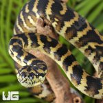 ug_Papuan Carpet Python_3.jpg