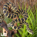 ug_Papuan Carpet Python_2.jpg