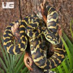 ug_Papuan Carpet Python_1.jpg