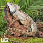 ug_Northern_Forest_Dragon_3.jpg
