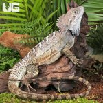 ug_Northern_Forest_Dragon_4.jpg