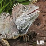 ug_Northern_Forest_Dragon_2.jpg
