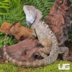 ug_Northern_Forest_Dragon_1.jpg