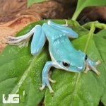 ug_Vietnamese Blue Tree Frog_4.jpg
