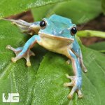 ug_Vietnamese Blue Tree Frog_3.jpg
