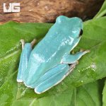 ug_Vietnamese Blue Tree Frog_2.jpg