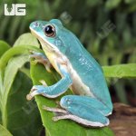 ug_Vietnamese Blue Tree Frog_1.jpg