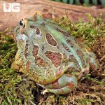 ug_Adult Samurai Blue Pacman Frog_4.jpg
