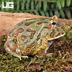 ug_Adult Samurai Blue Pacman Frog_1.jpg