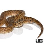 ug_adult_gopher_snake_4.jpg