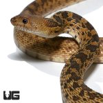 ug_adult_gopher_snake_3.jpg