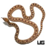 ug_adult_gopher_snake_2.jpg